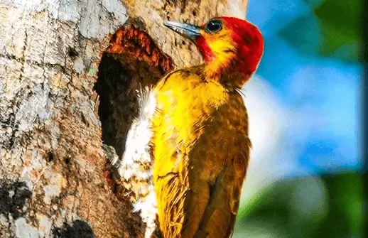 carpintero tambopata